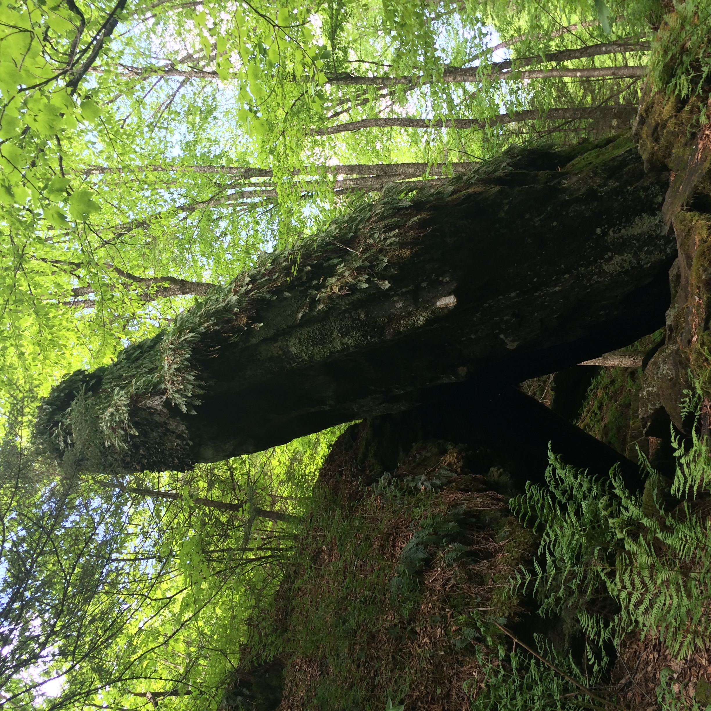 Devil's Gulch 