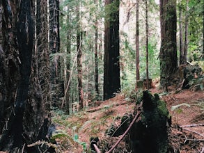 Roys Redwood Preserve Loop