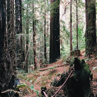 Roys Redwood Preserve Loop