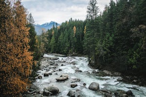 Hike the Kaslo River Trail