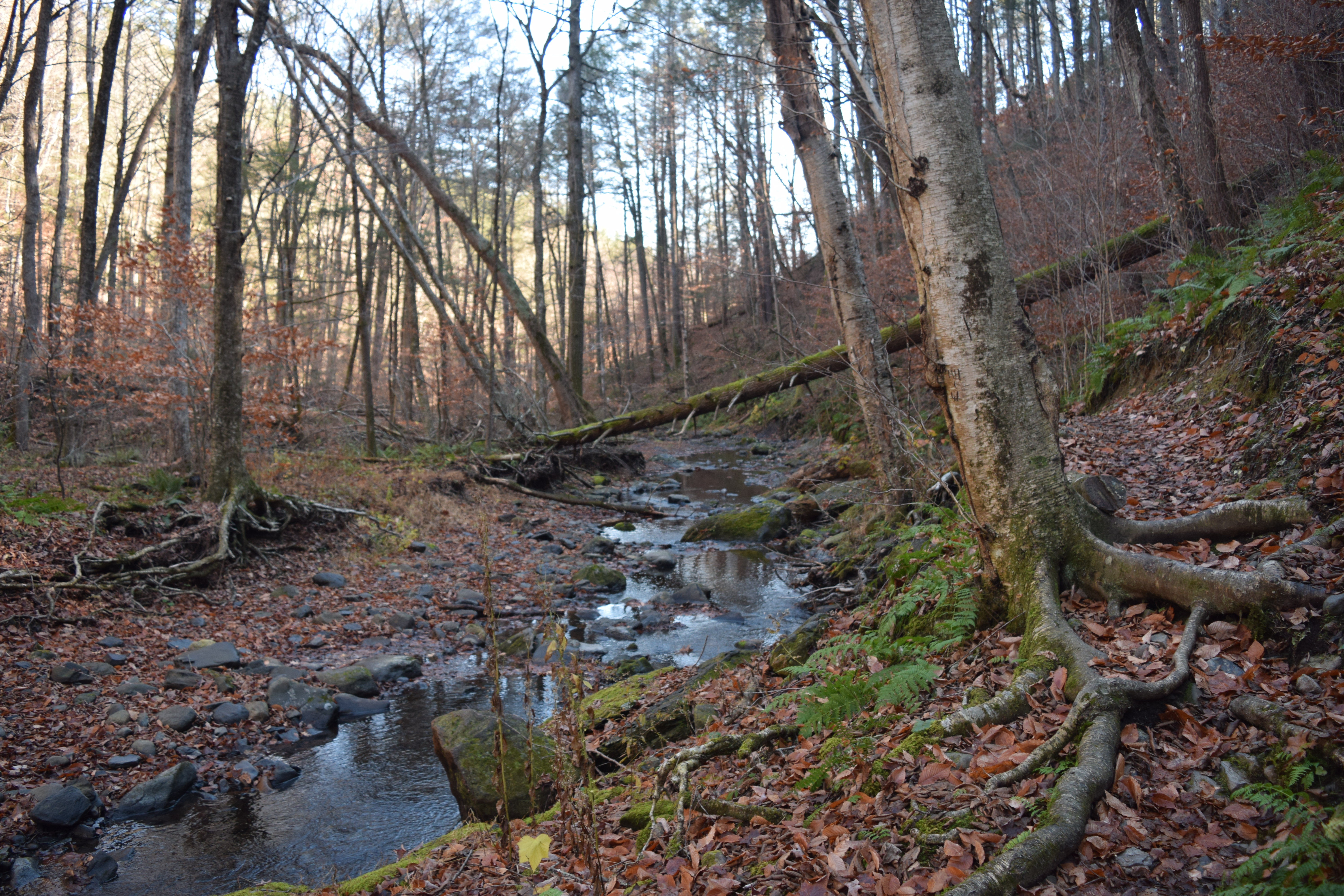 Hornbecks Creek Waterfall