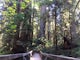 Hike the James Irvine Miner's Ridge Loop, Redwood National Forest