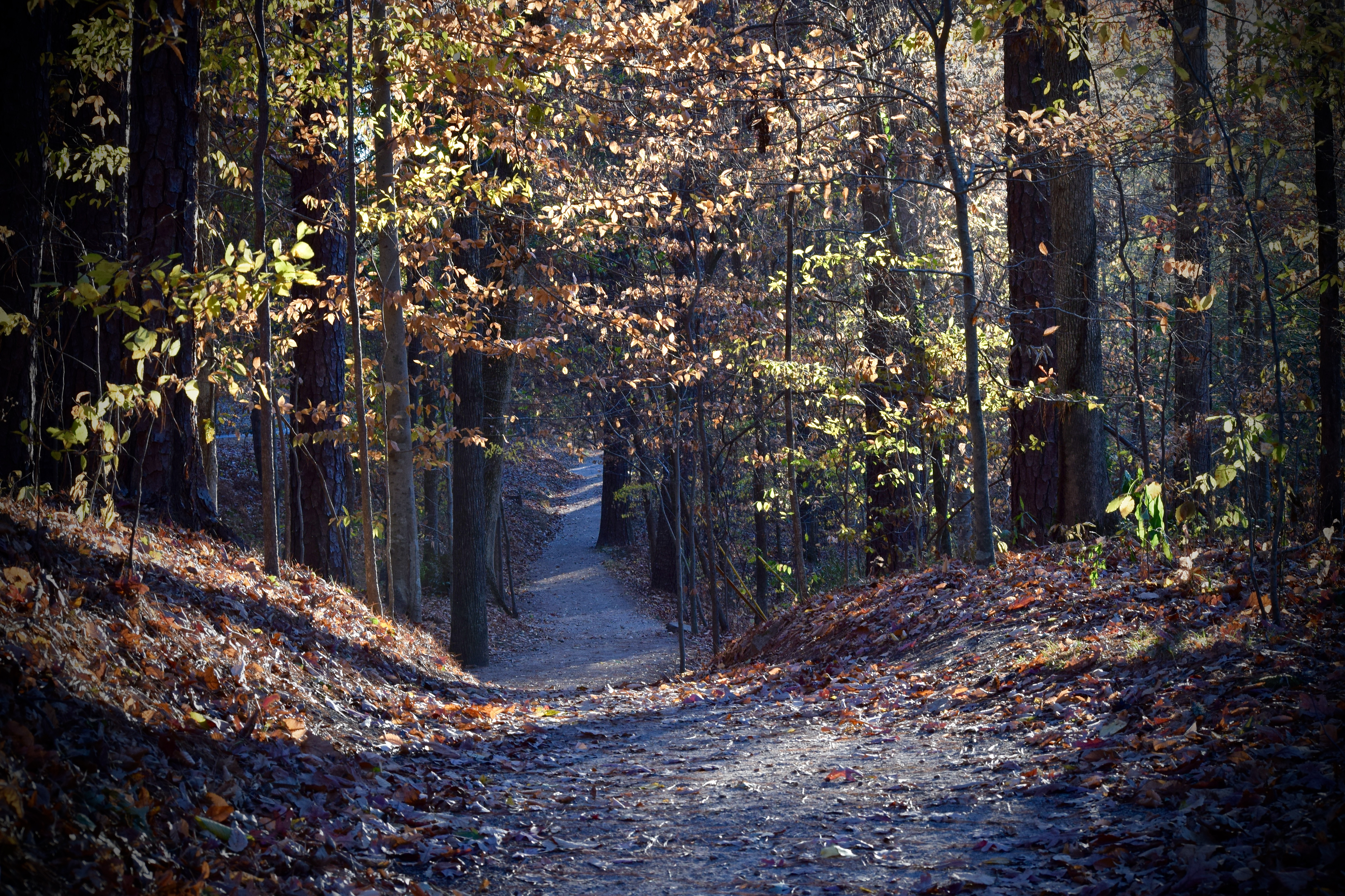 Jemison Park Nature Trail