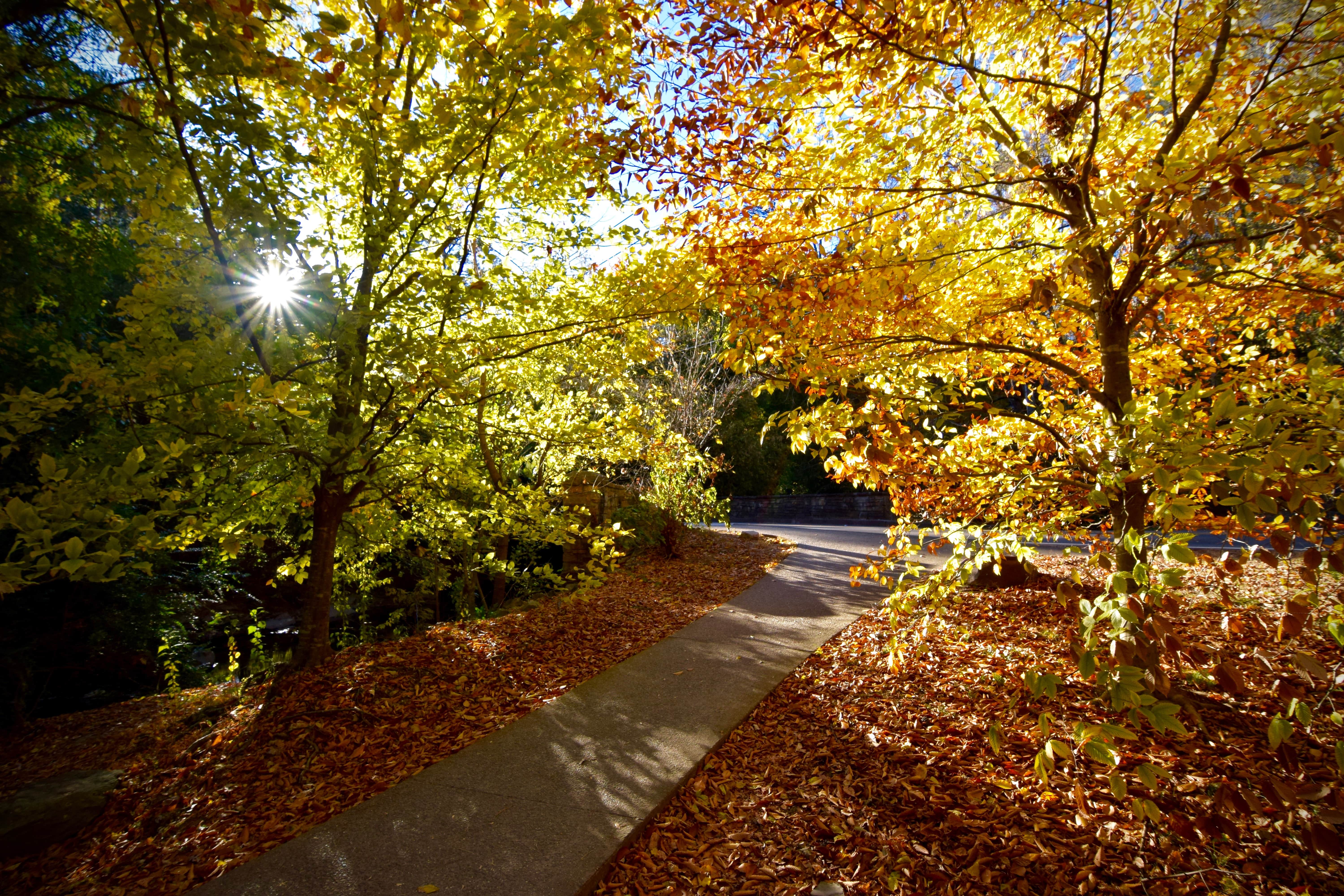 Jemison Park Nature Trail