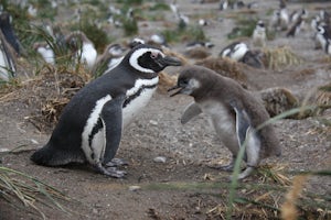 Walk with Penguins on Martillo Island