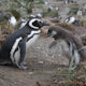 Walk with Penguins on Martillo Island