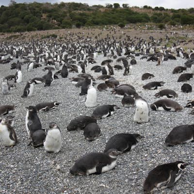 Walk with Penguins on Martillo Island