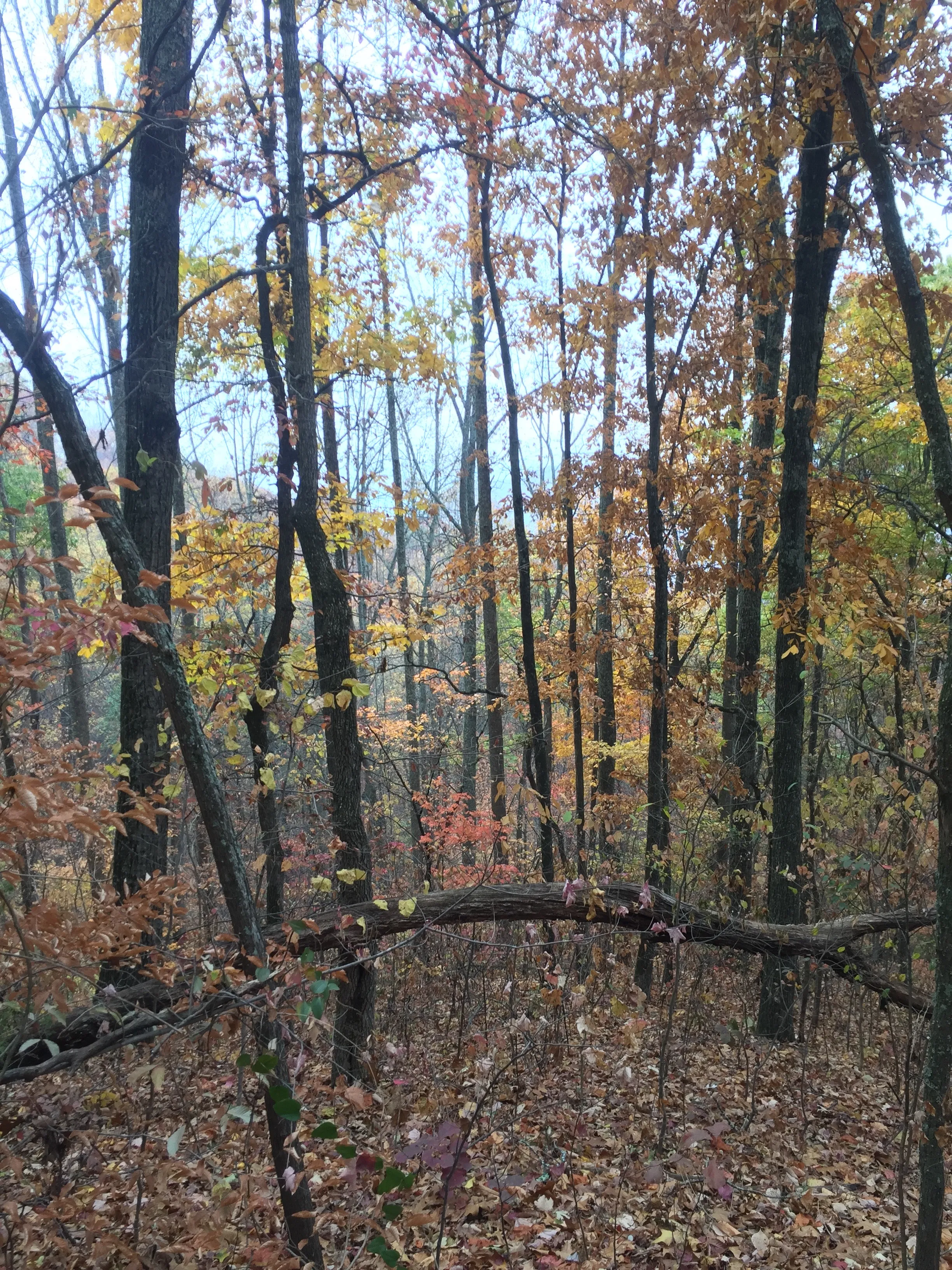 Hike House Mountain, TN