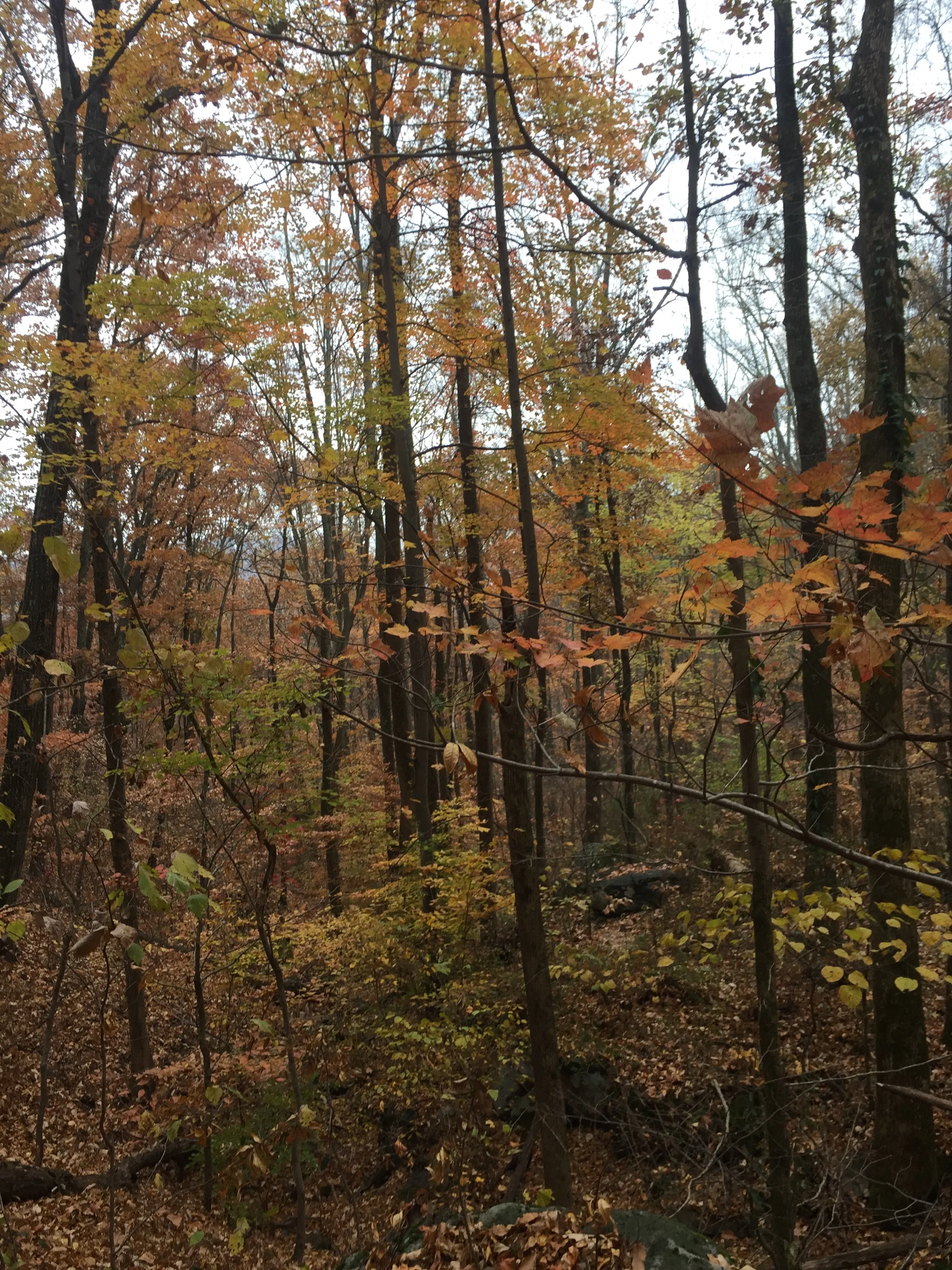 Hike House Mountain, TN