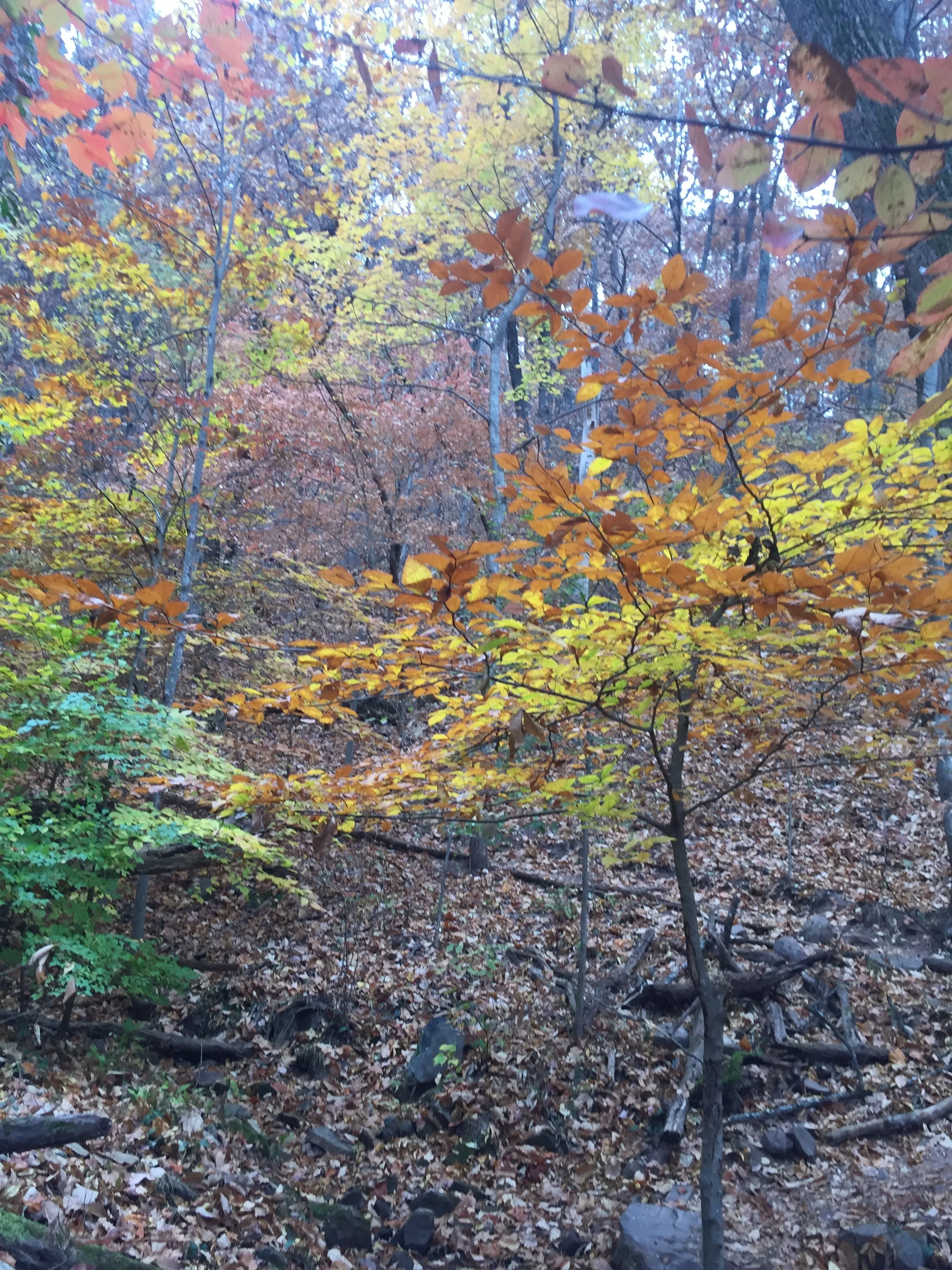 Hike House Mountain, TN