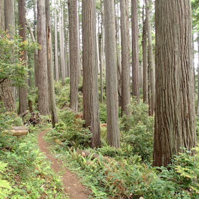 Hike the Friendship Ridge Trail loop via the Coastal Trail