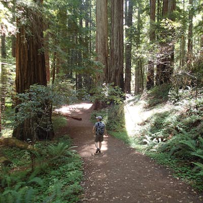 Hike Montgomery Woods State Nature Reserve Loop