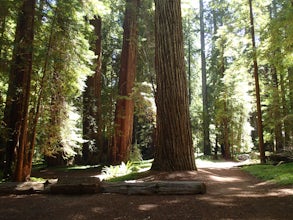 Hike Montgomery Woods State Nature Reserve Loop