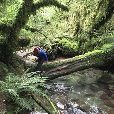 Hike in Bosque Encantado (Enchanted Forest) in Patagonia