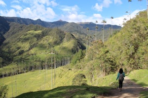 Hike Valle De Cocora in Colombia