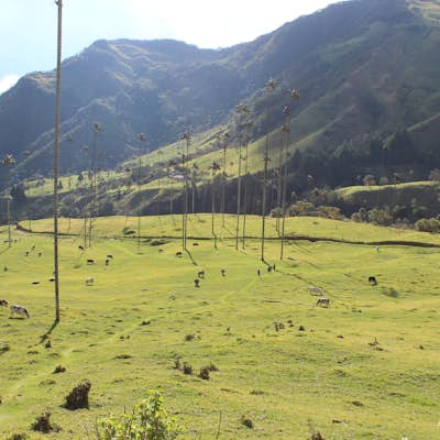 Hike Valle De Cocora in Colombia