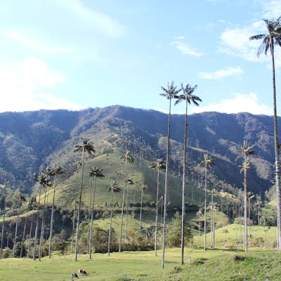 Hike Valle De Cocora in Colombia