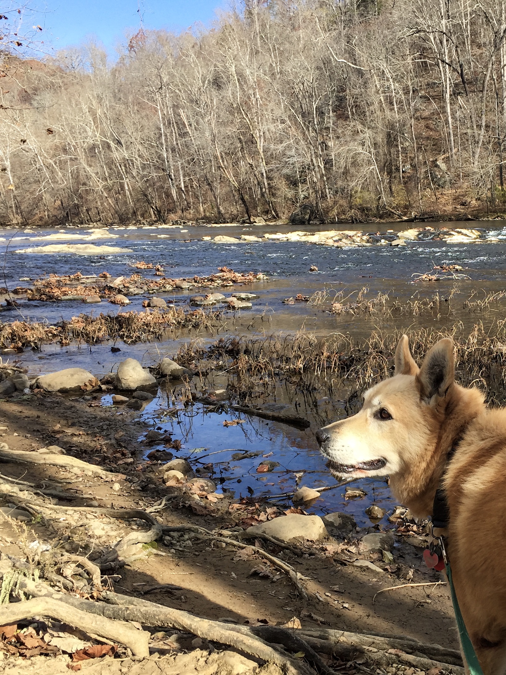 Hike along the River Walk Trail in Roanoke's Explore Park
