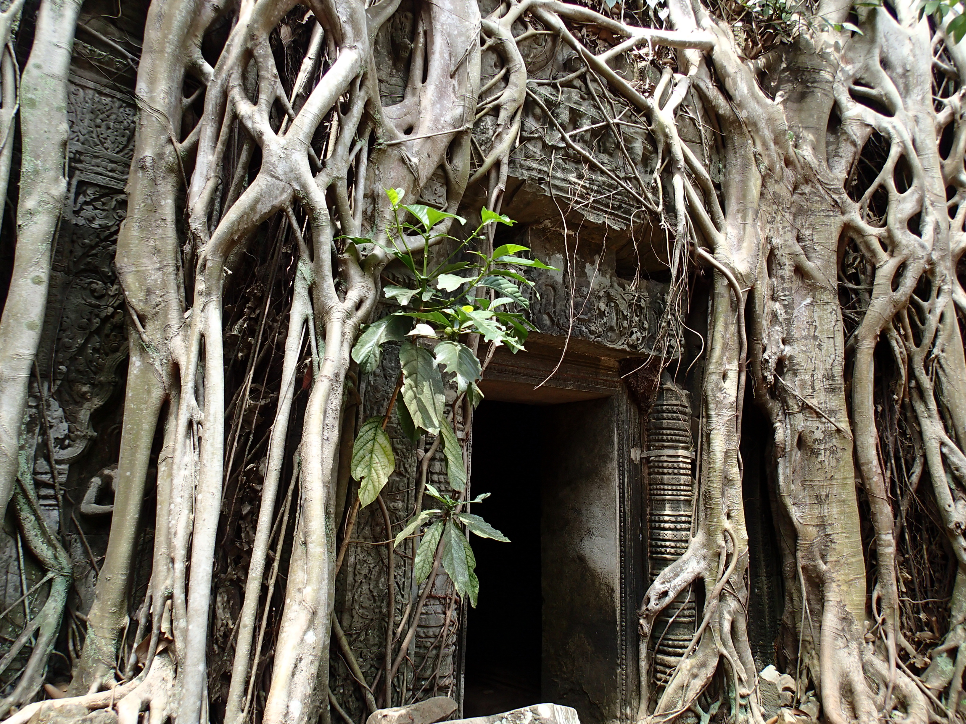 Explore Ta Prohm Temple
