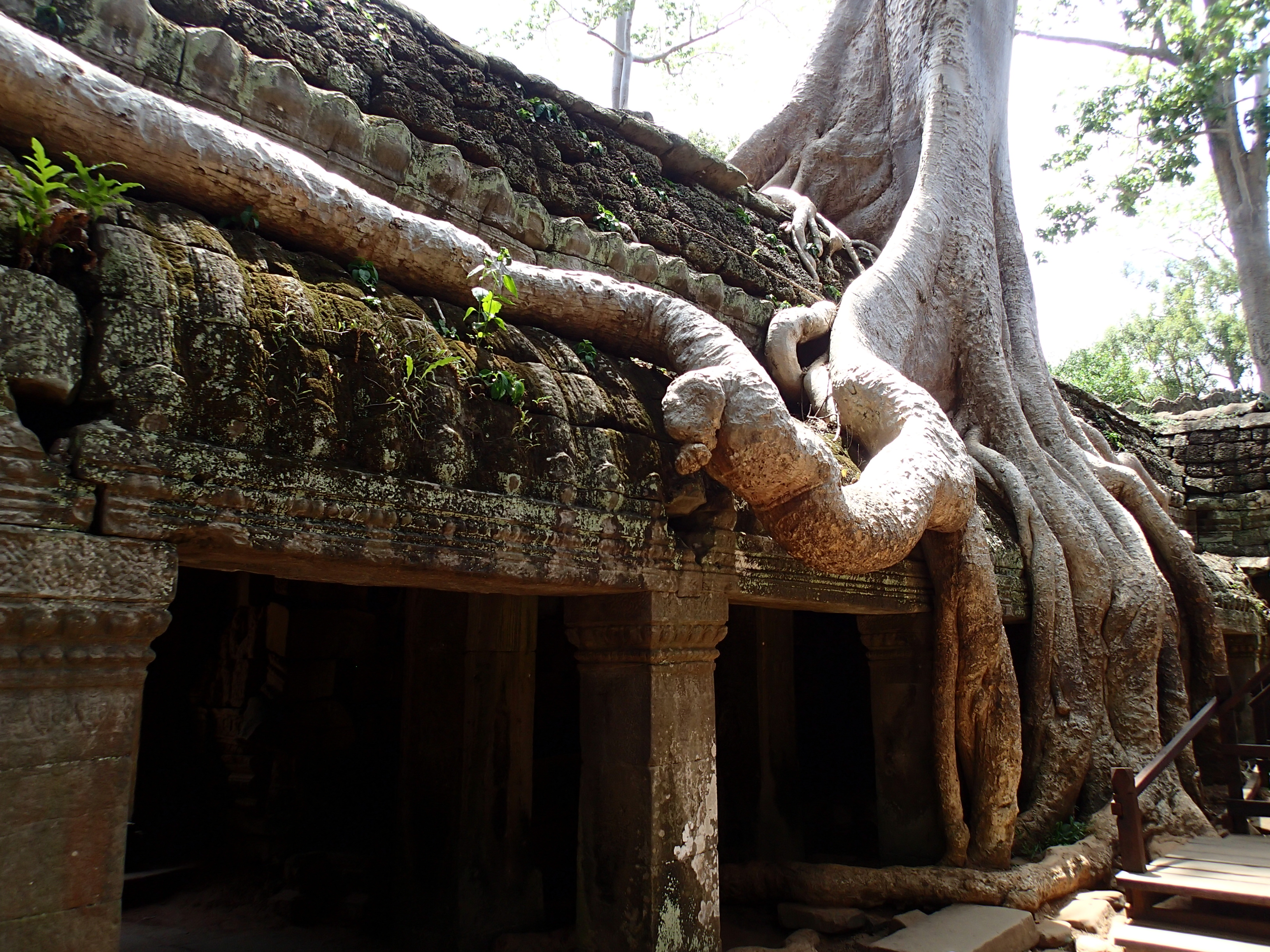 Explore Ta Prohm Temple