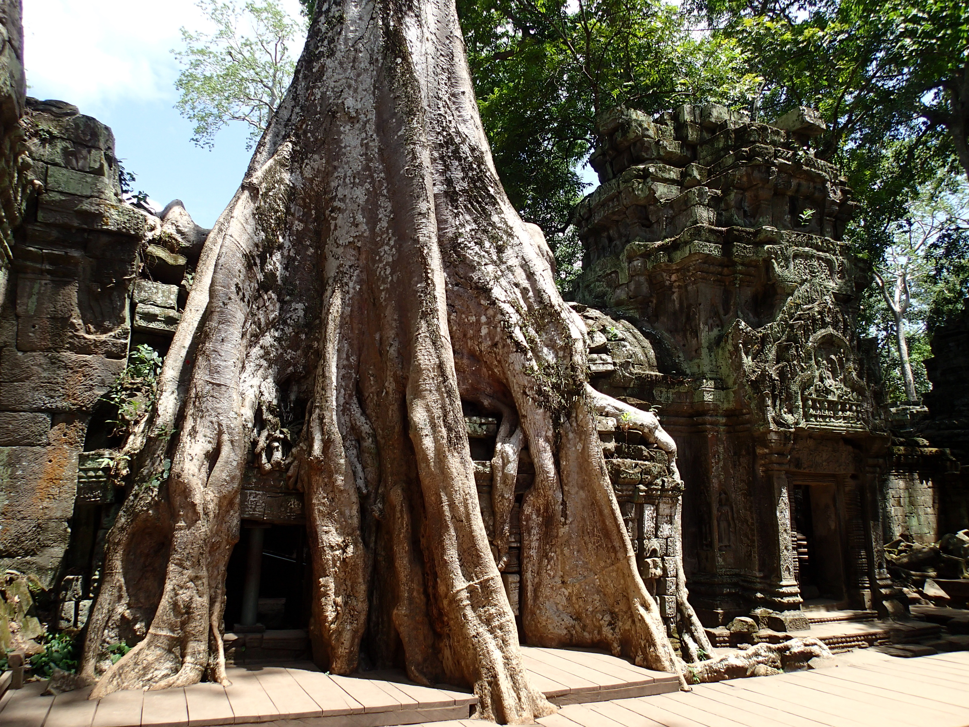 Explore Ta Prohm Temple