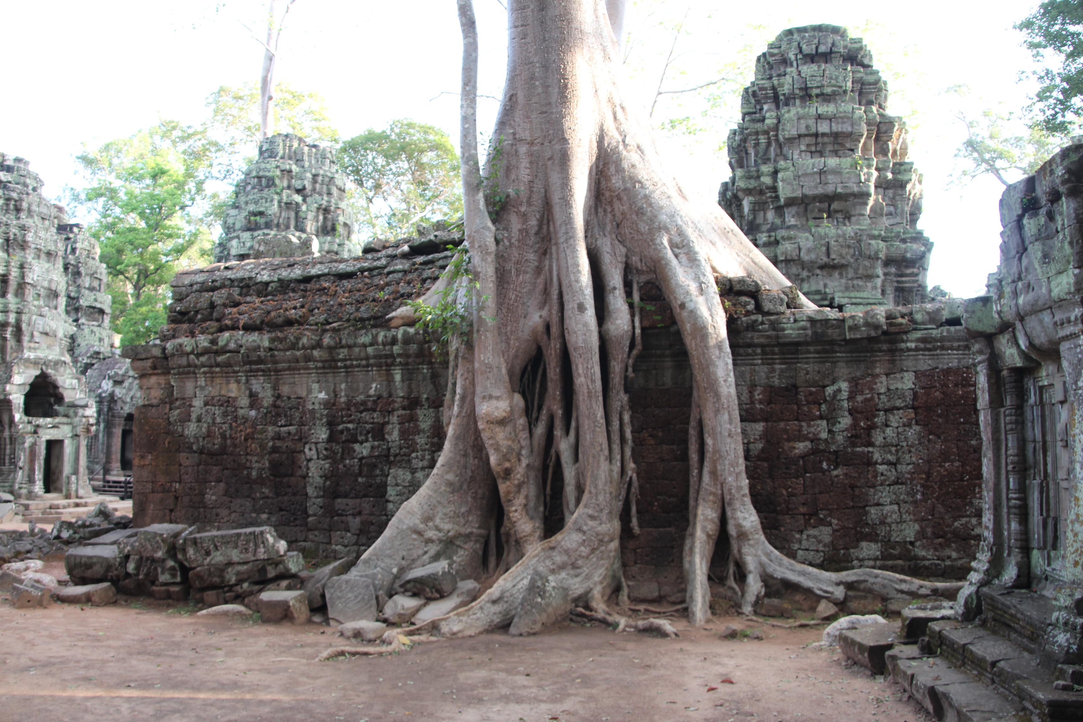 Explore Ta Prohm Temple