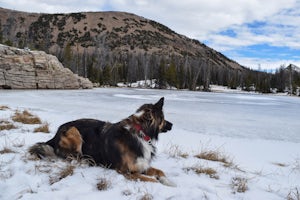 Top 10 Tips for Hiking with Dogs in Winter