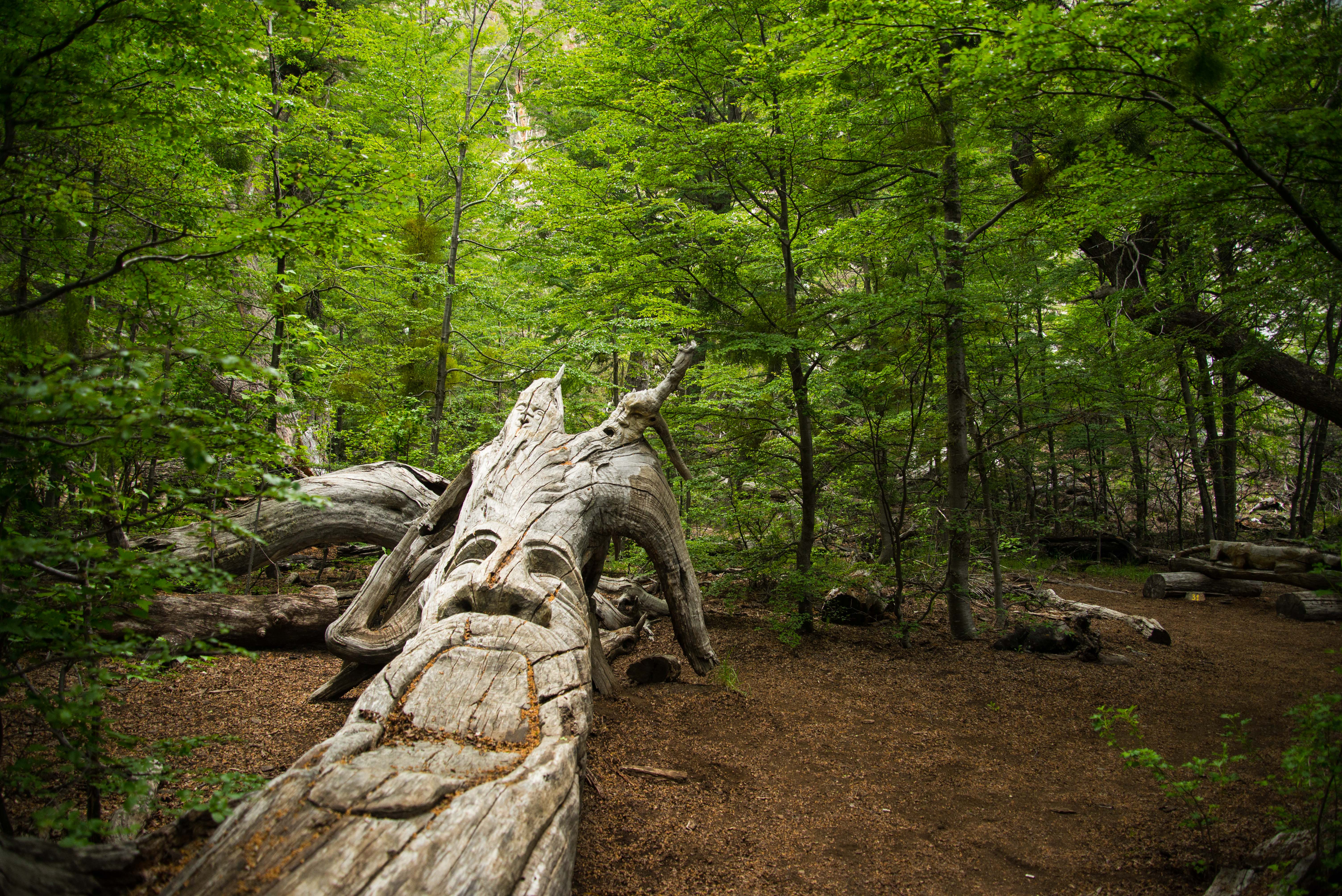 Stroll through El Bosque Tallado "The Forest", Bariloche