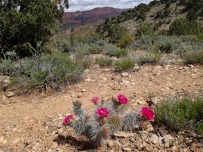 Hike the Buckskin Mountain Passage from Stateline Campground on the Arizona Trail