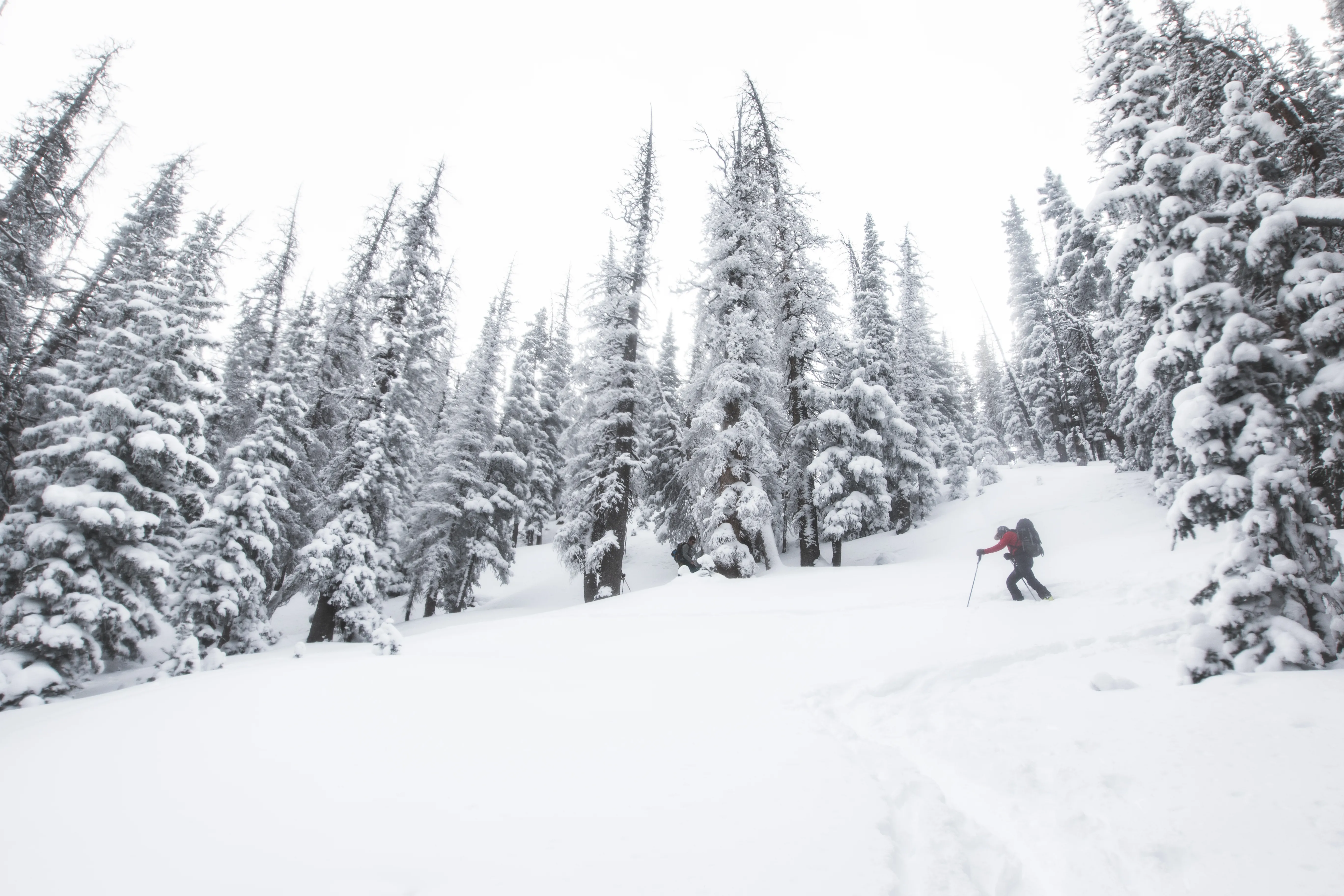 Backcountry Ski or Snowboard at Cameron Pass