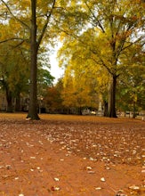 Walk the University of South Carolina Horseshoe