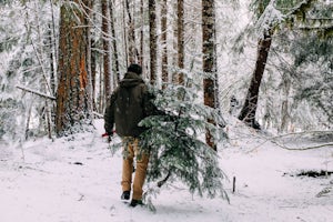 Cut Down Your Own Christmas Tree the Old Fashioned Way