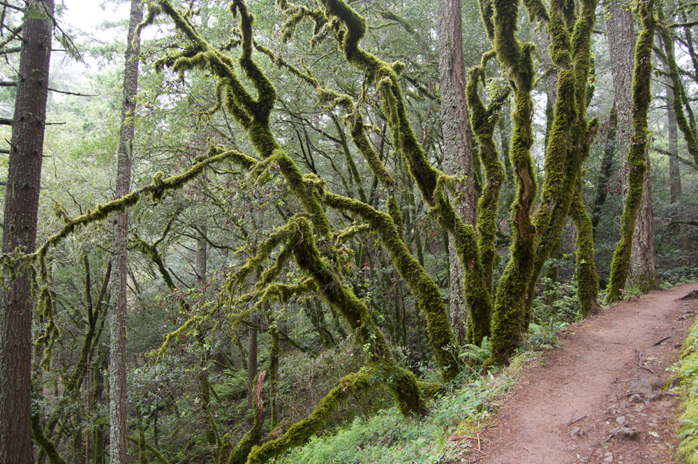 Steep Ravine Trail via Pantoll Station
