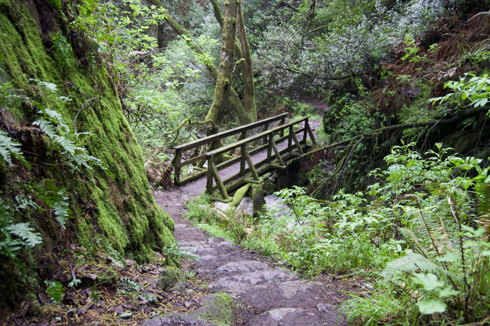 Steep Ravine Trail via Pantoll Station