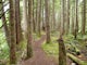 Hike the Old Growth Forest Trail, Olympic NP