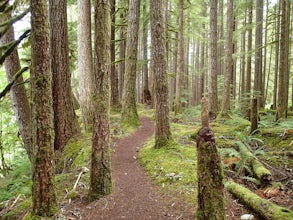 Hike the Old Growth Forest Trail, Olympic NP