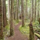 Hike the Old Growth Forest Trail, Olympic NP