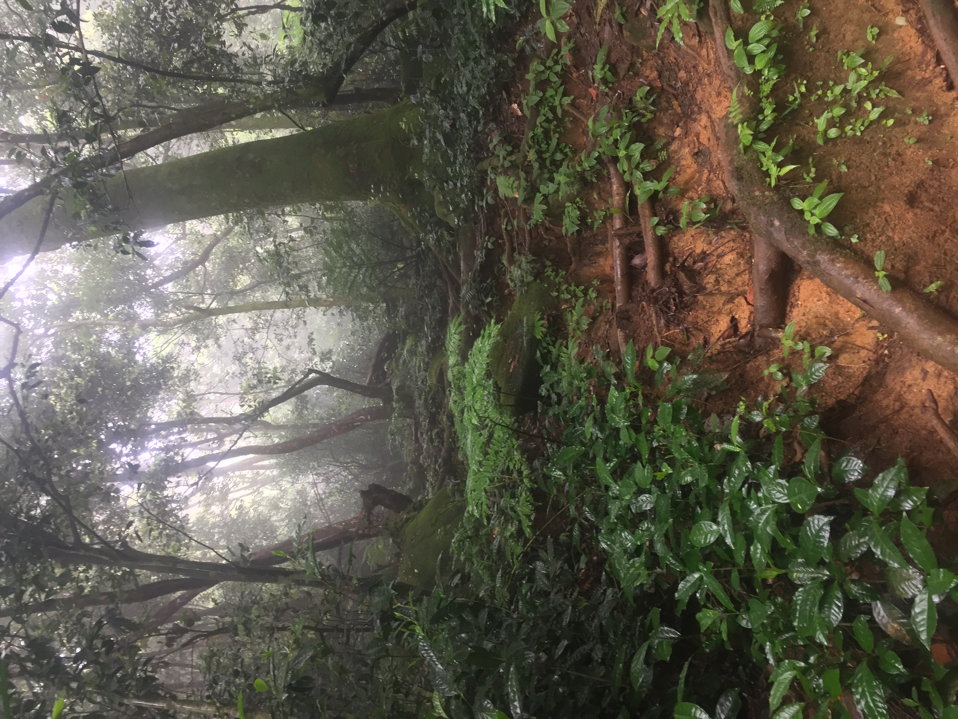 Hike the Morne Blanc Trail