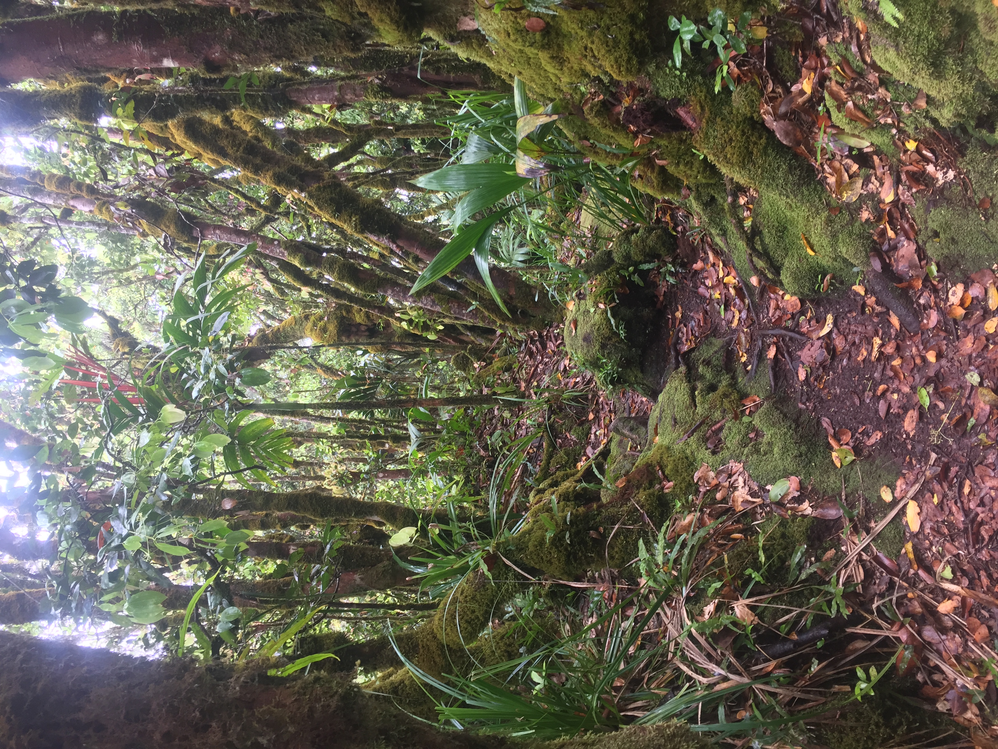 Hike the Morne Blanc Trail
