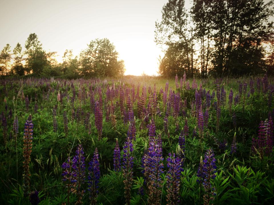 Hike the Elgin Heritage Park Nature Trail