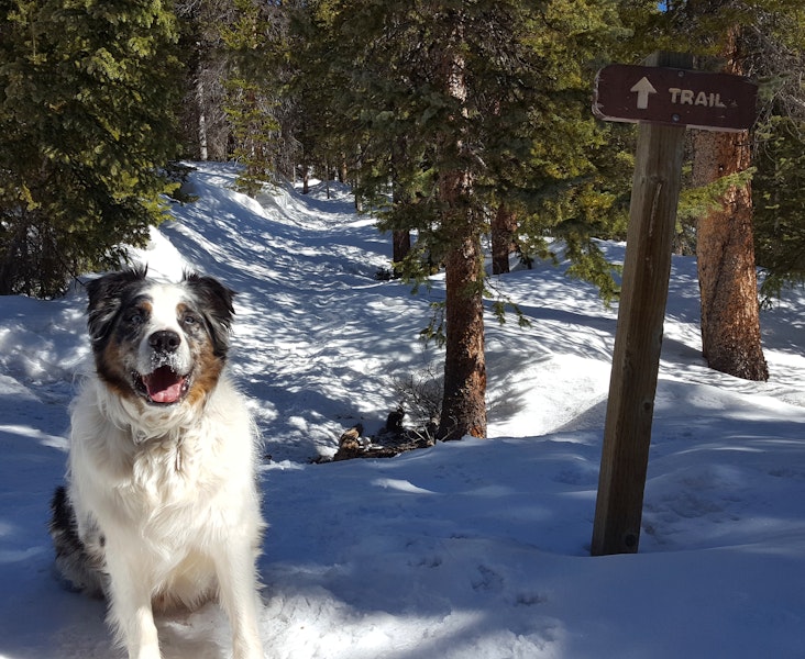 Why Hiking with Your Dog Is So Much More Enjoyable