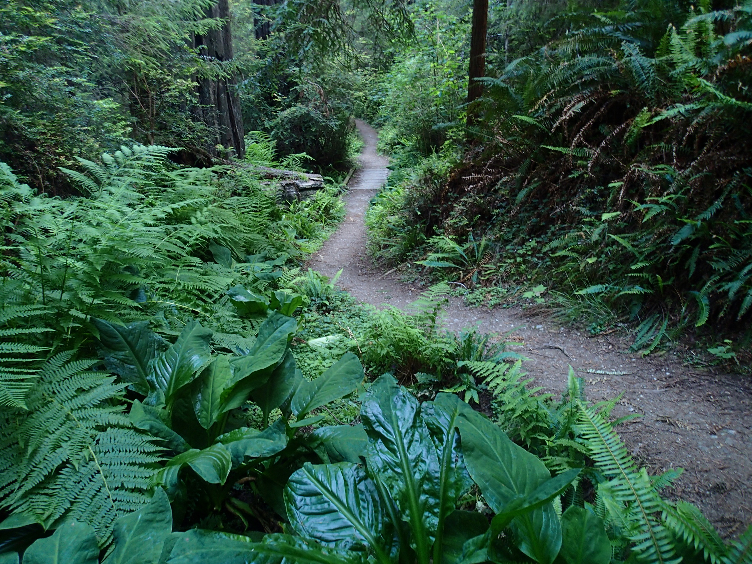 Trillium Falls