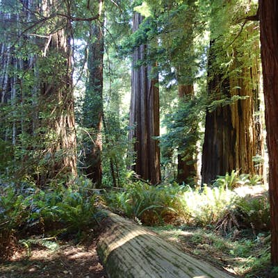 Hike the Emerald Ridge - Redwood Creek Loop