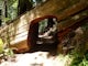 Hike the Emerald Ridge - Redwood Creek Loop