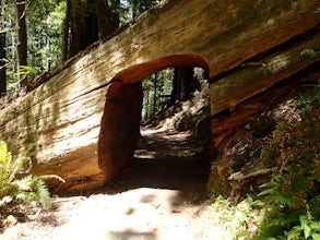 Hike the Emerald Ridge - Redwood Creek Loop