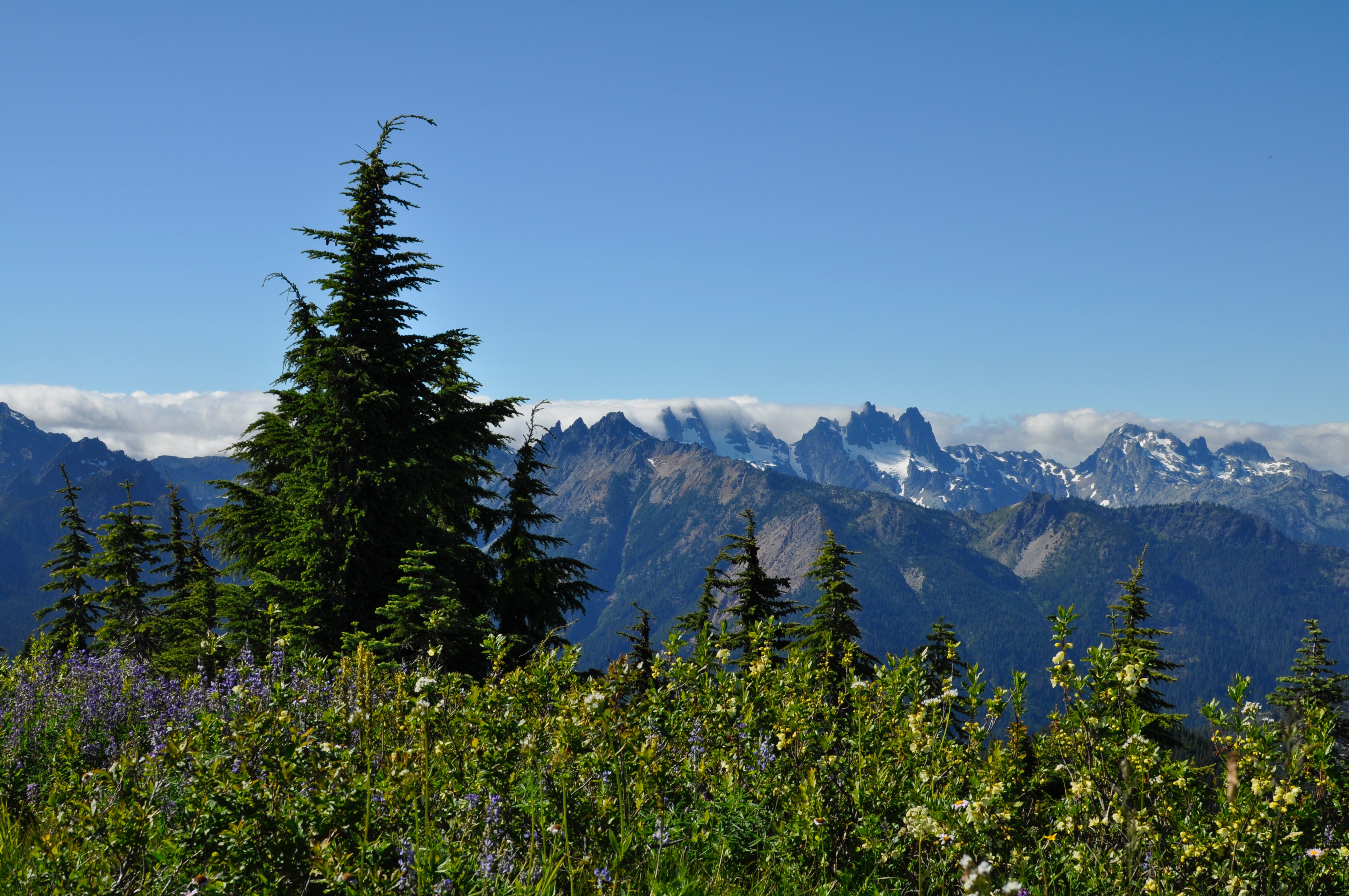 Thorp Mountain Lookout via Knox Creek Trail