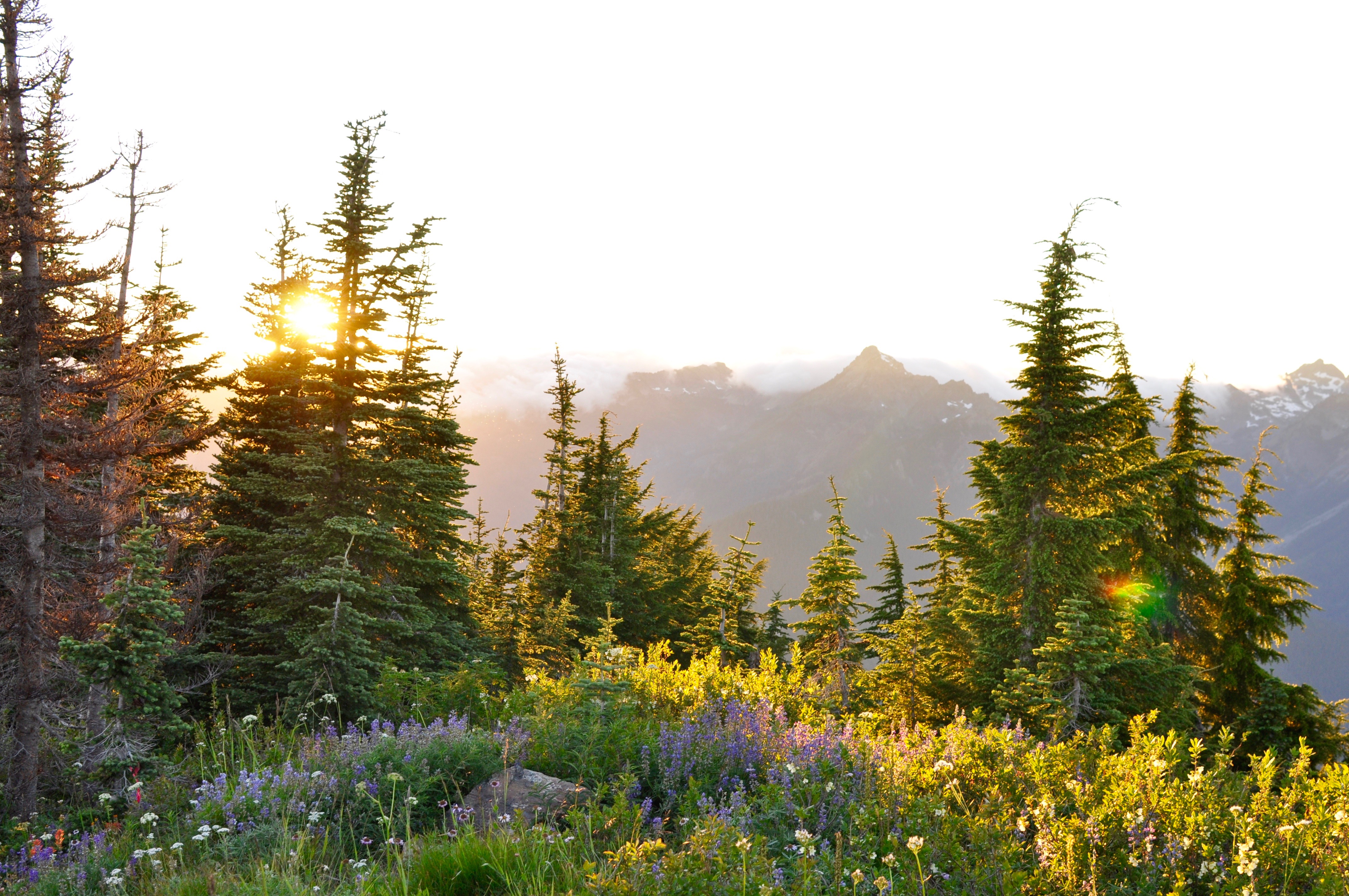 Thorp Mountain Lookout via Knox Creek Trail