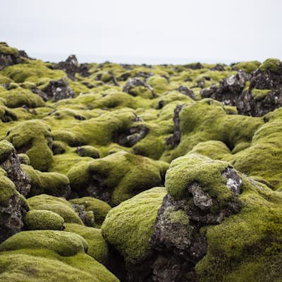 Explore the Mossy Lava Fields near Grindavik