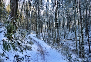 Hike Lower Macleay Park to Pittock Mansion