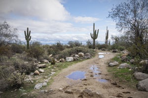 Hike Goat Camp Trail Waddell Arizona